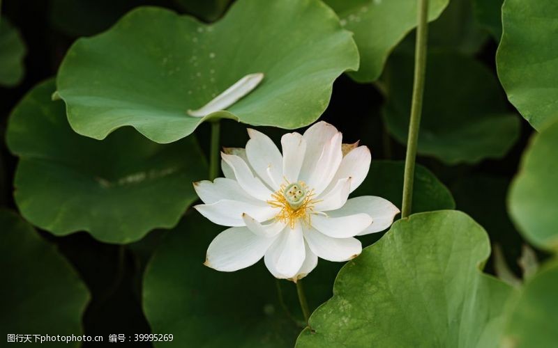 水中动物白色莲花高清大图图片