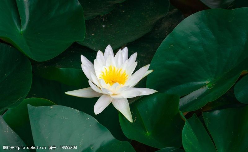 中国印白色莲花特写图片