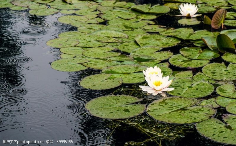 创意中国风池塘里白色清新荷花拍摄图片