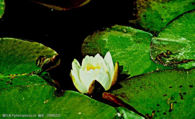 荷塘池塘里的白莲花图片