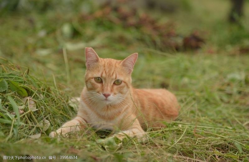 萌宠宠物猫图片