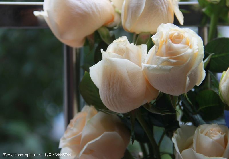 淡色花朵淡黄色玫瑰花摄影图片