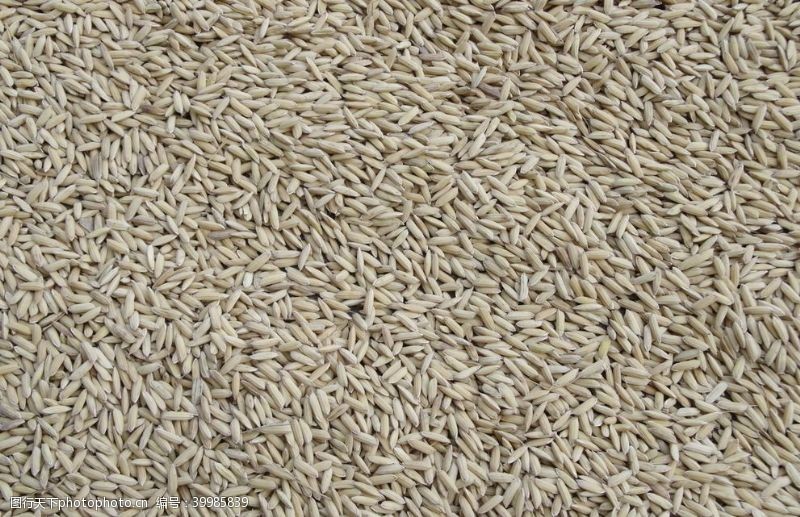 稻米稻谷图片