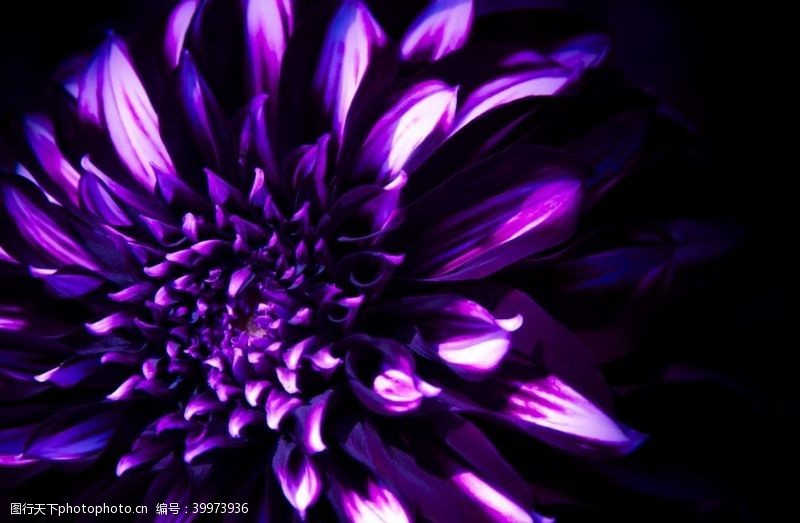 紫色花朵东洋菊图片