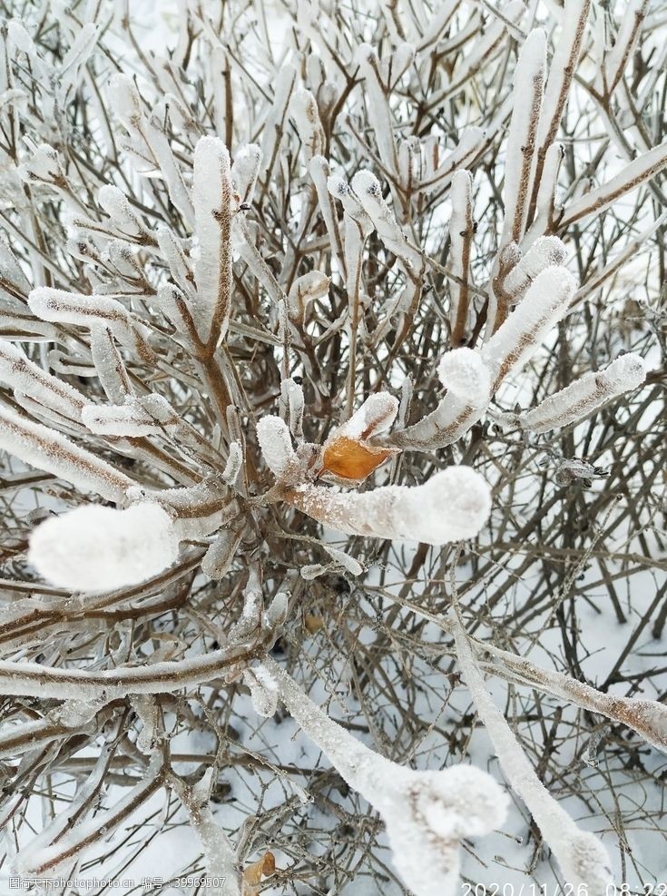 东北旅游冻雨冰冻树凝固时间图片