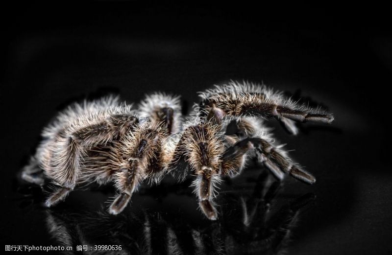 水珠毒蜘蛛图片