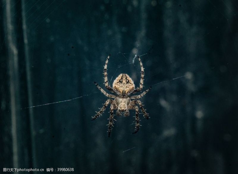 蜘蛛网毒蜘蛛图片