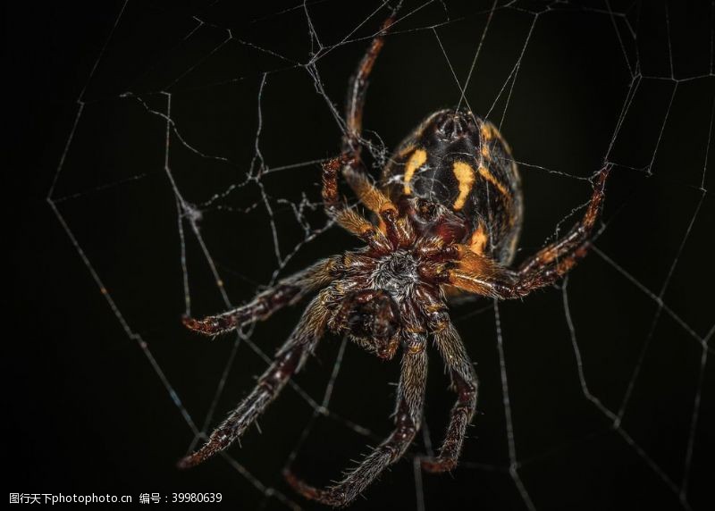 暗红毒蜘蛛图片