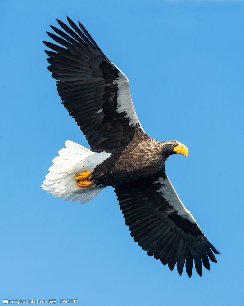 飞翔的雄鹰飞翔的白尾鹰摄影图片