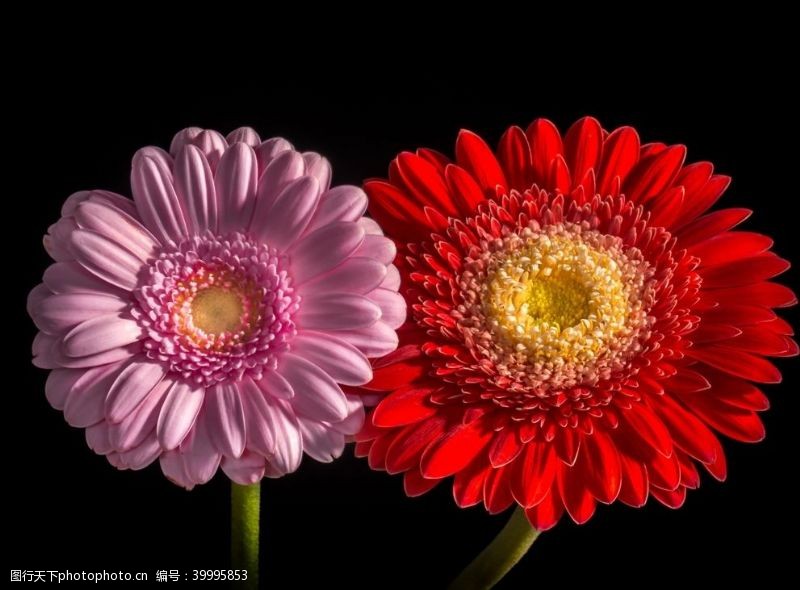 红菊花非洲菊图片