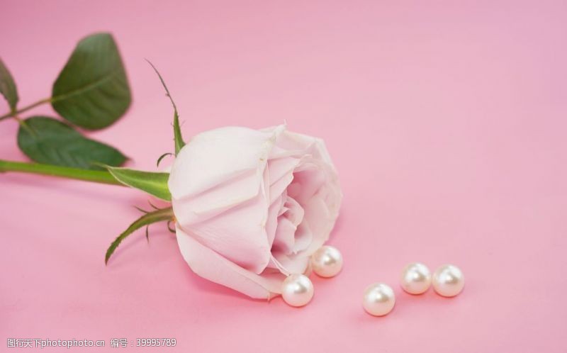 电影素材粉色底板粉色玫瑰摄影图图片
