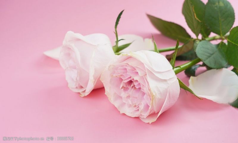 玫瑰花粉色地板上的粉玫瑰高清素材图片
