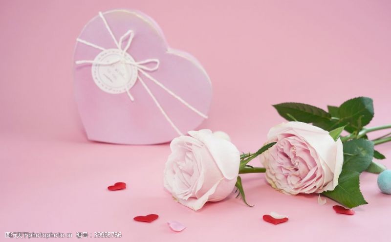 世界电影节粉色玫瑰花拍摄素材图片