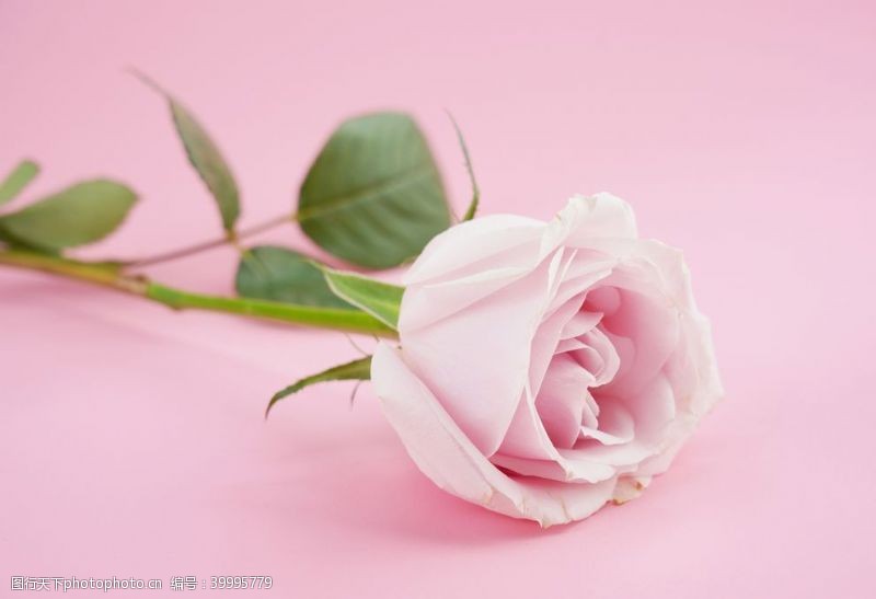 花蕊粉色玫瑰花特写图片