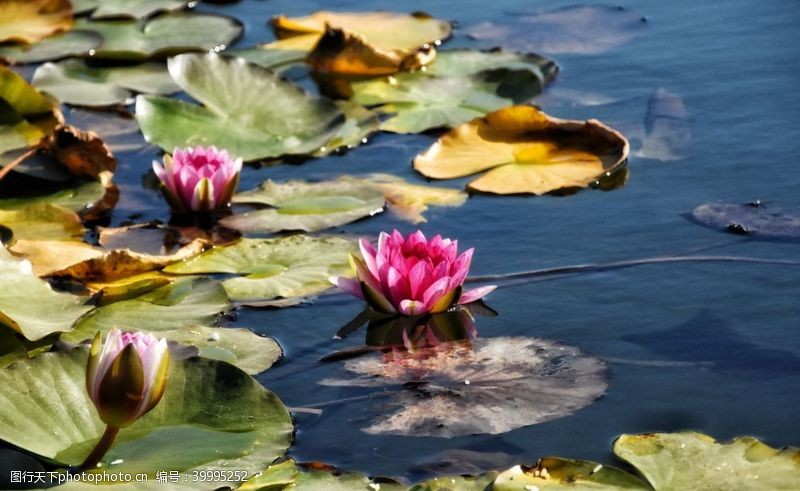 芙蕖河面上的莲花拍摄素材图片