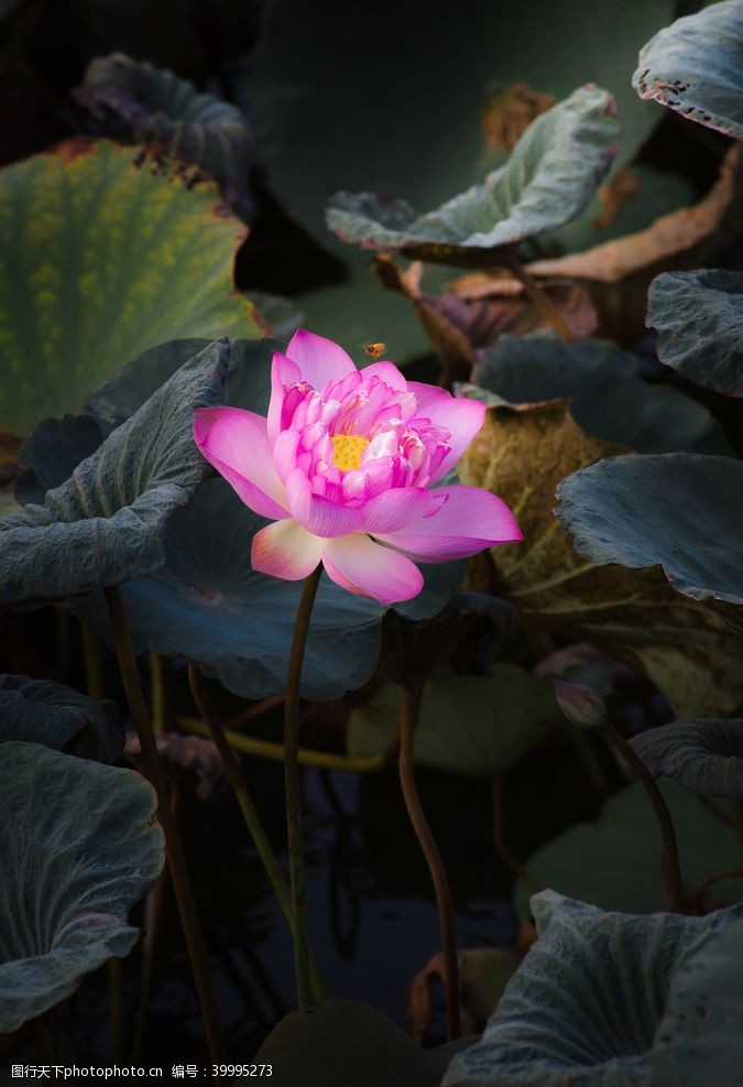 中国印荷叶上盛开的莲花图片