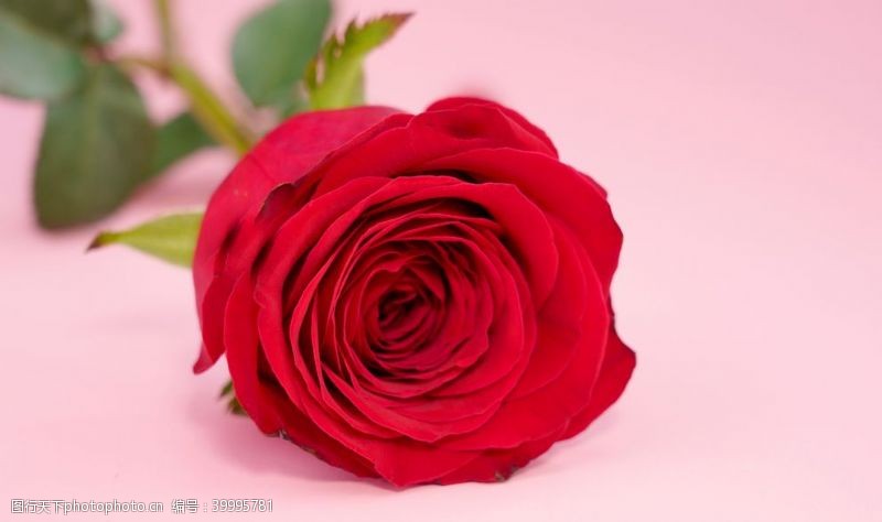 花朵高清红玫瑰高清特写图片