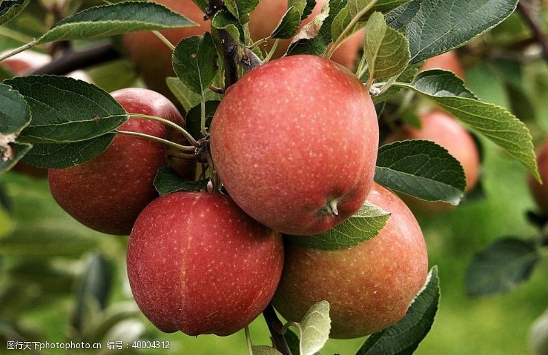 水果标签红苹果图片