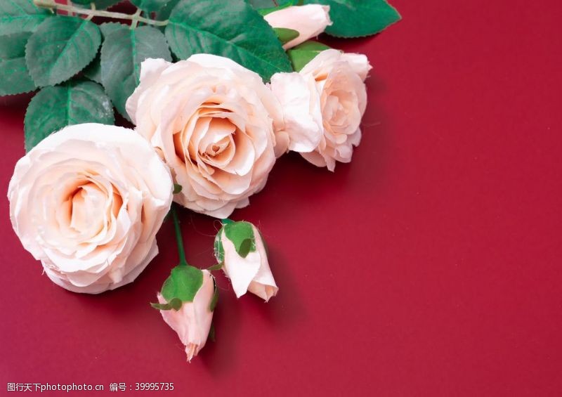 红玫瑰素材红色底板上的粉色玫瑰特写图片
