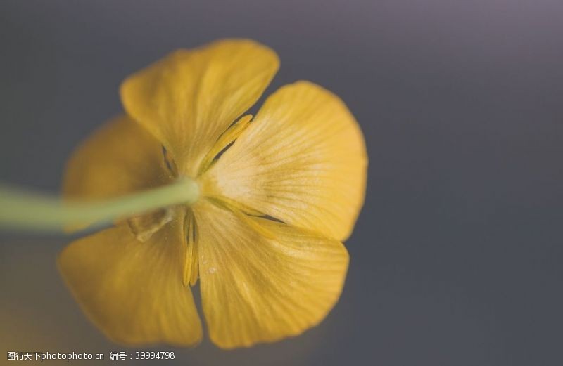 鲜艳花卉图片