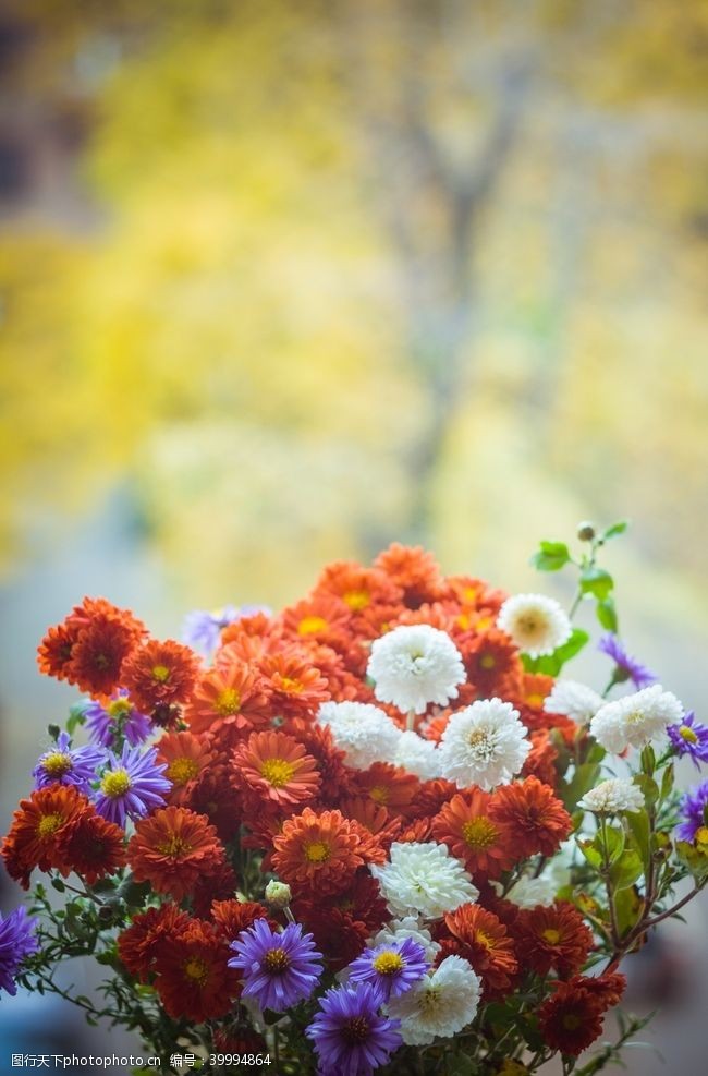 色彩艳丽花卉图片