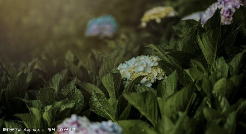 花蕊花卉图片