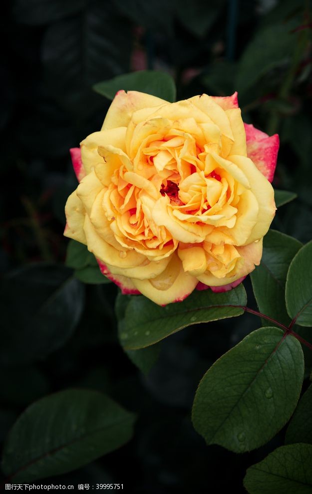 玫瑰花装饰黄玫瑰高清拍摄特写图片