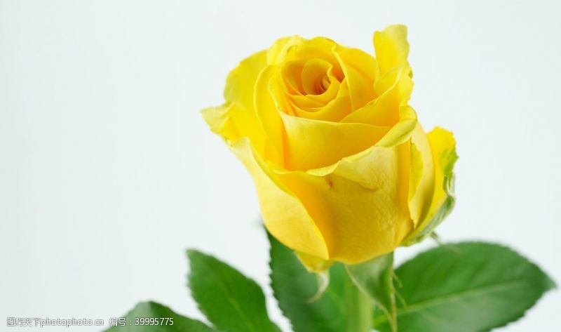 黄色花朵黄色玫瑰高清大图图片