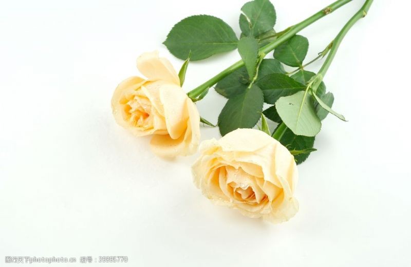爱情黄色玫瑰花花束拍摄素材图片