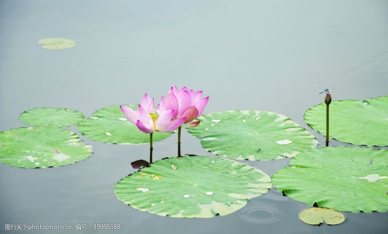 中国印户外池塘里的荷花特写图片