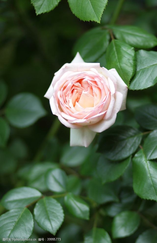 写意花卉户外粉色玫瑰花特写图片