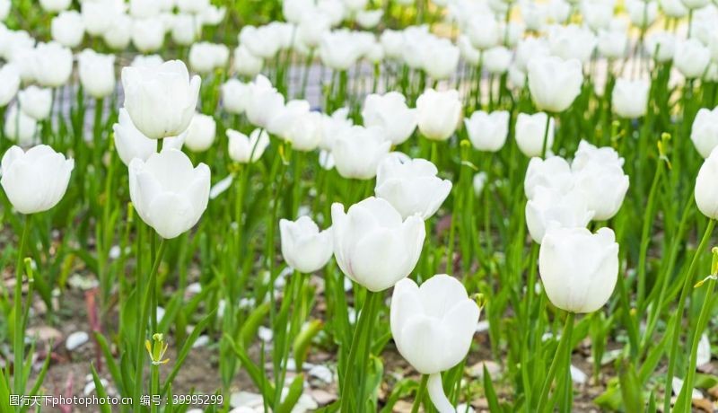 彩色的花户外清新白色郁金香图片