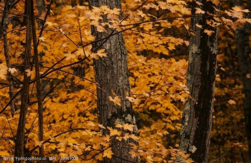 秋季背景金色树叶图片