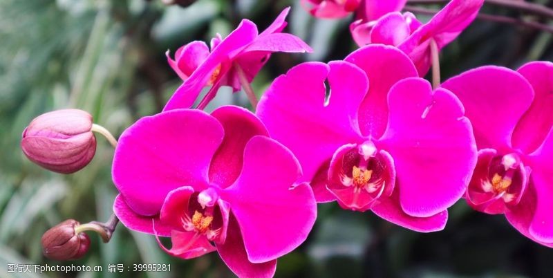 紫色花兰花高清素材图片