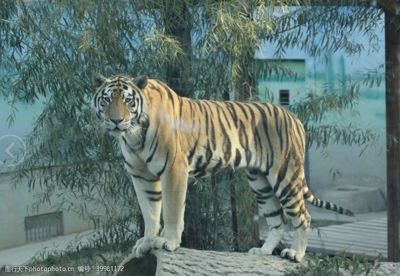 虎王老虎动物园图片