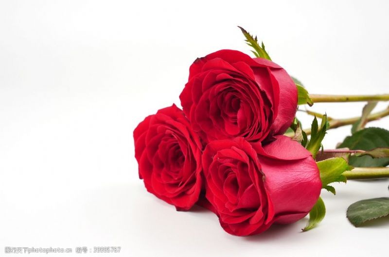 红玫瑰素材玫瑰花高清拍摄素材图片