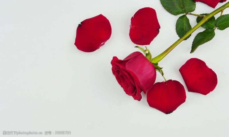 红玫瑰素材玫瑰花高清拍摄素材图片