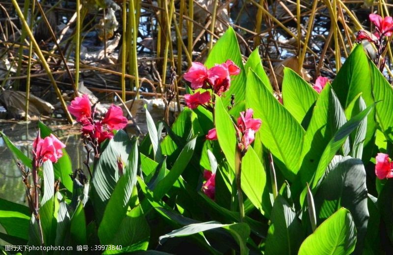 草本植物美人蕉图片