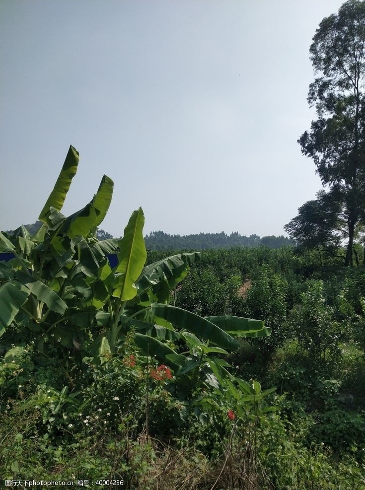 香蕉农场环境图片