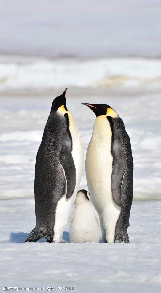 天鹅企鹅图片
