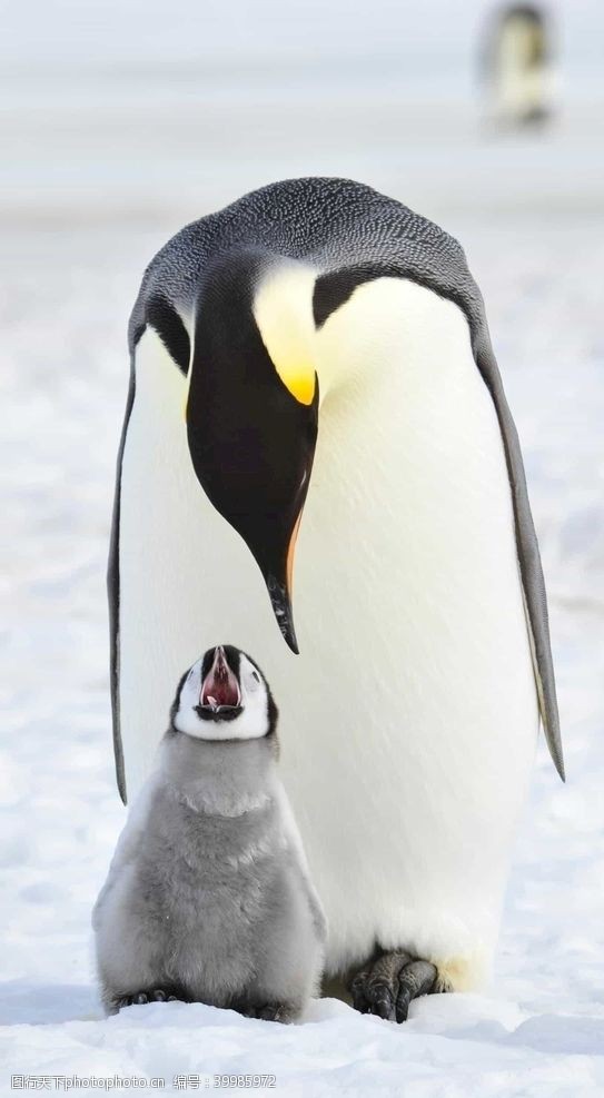色彩缤纷企鹅图片