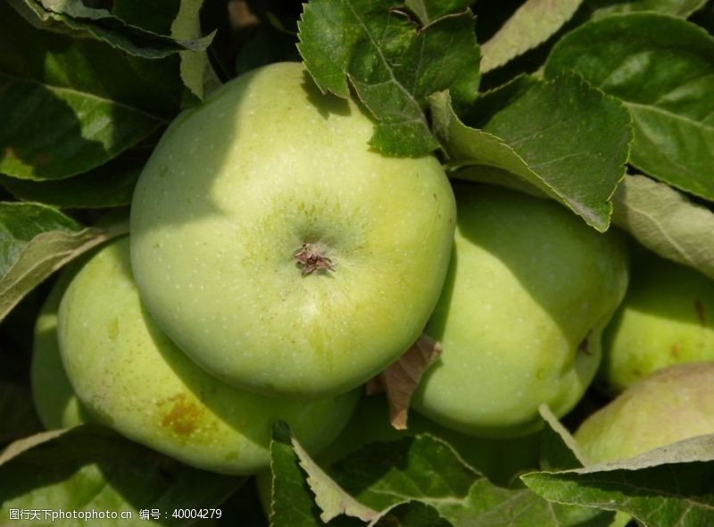 绿树标签青苹果图片