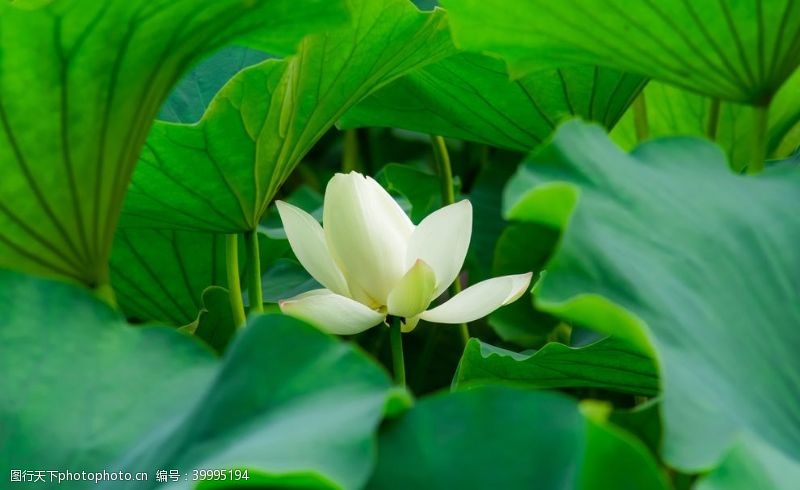 创意中国风清新白色莲花拍摄素材图片