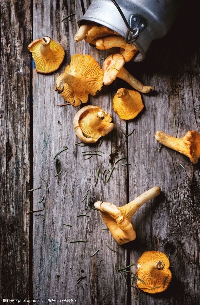 大棚食用蘑菇图片