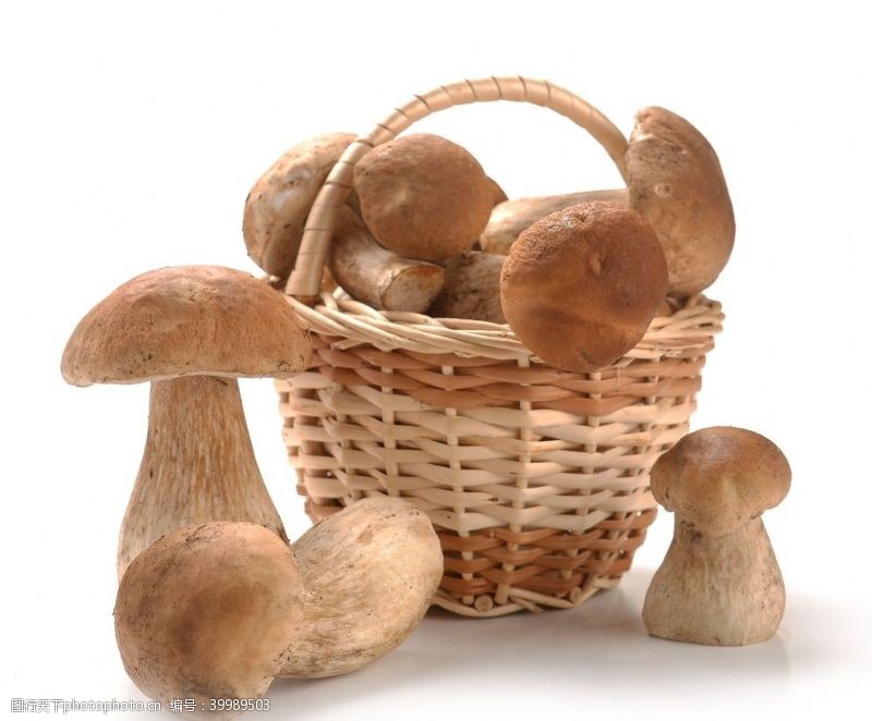 蘑菇大棚食用蘑菇图片