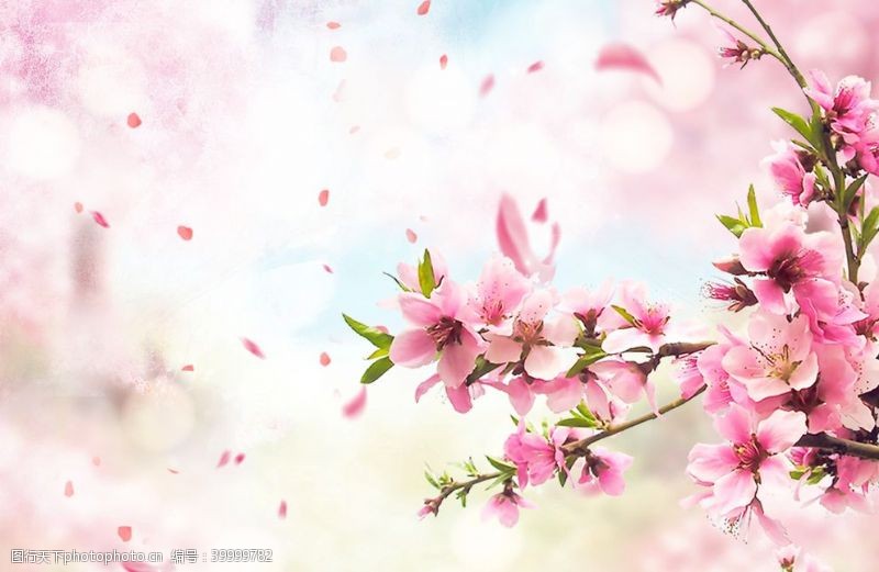 粉色樱花节手绘樱花图片