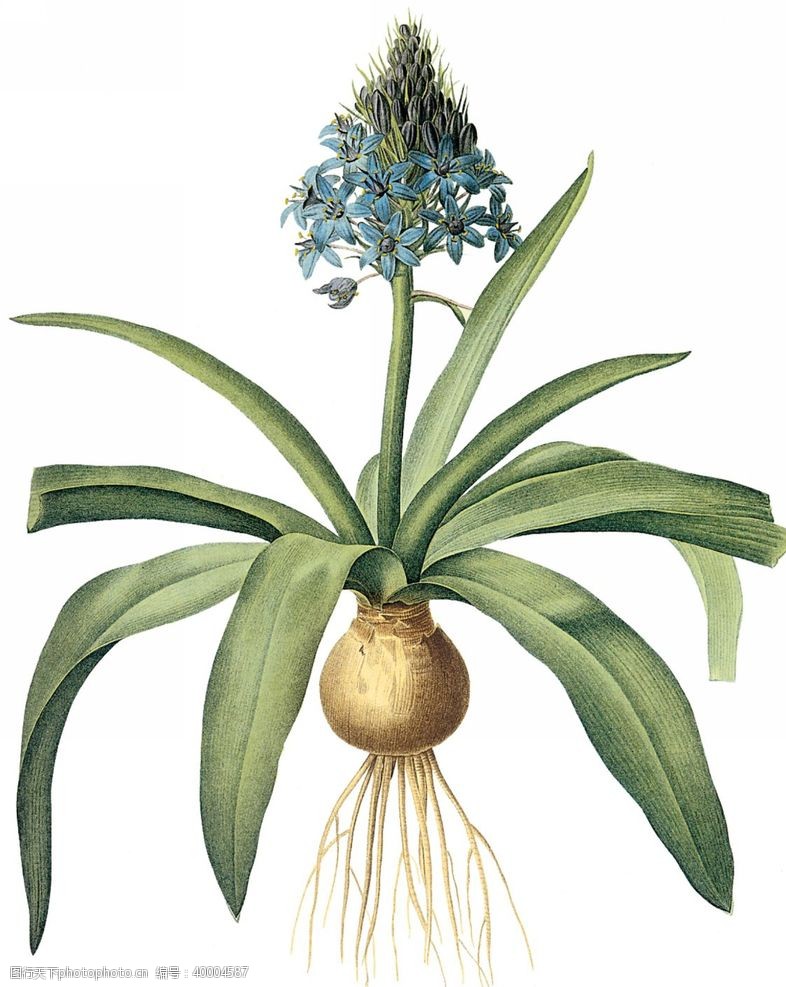 热带植物手绘植物图片