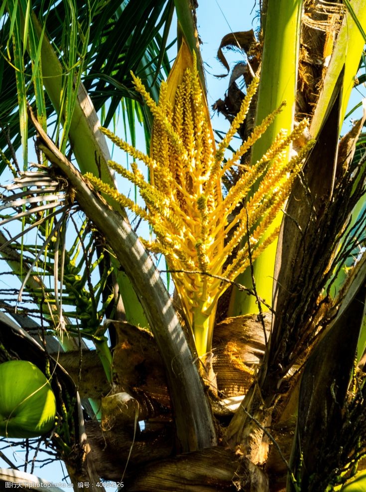 椰汁树上清甜的椰子图片