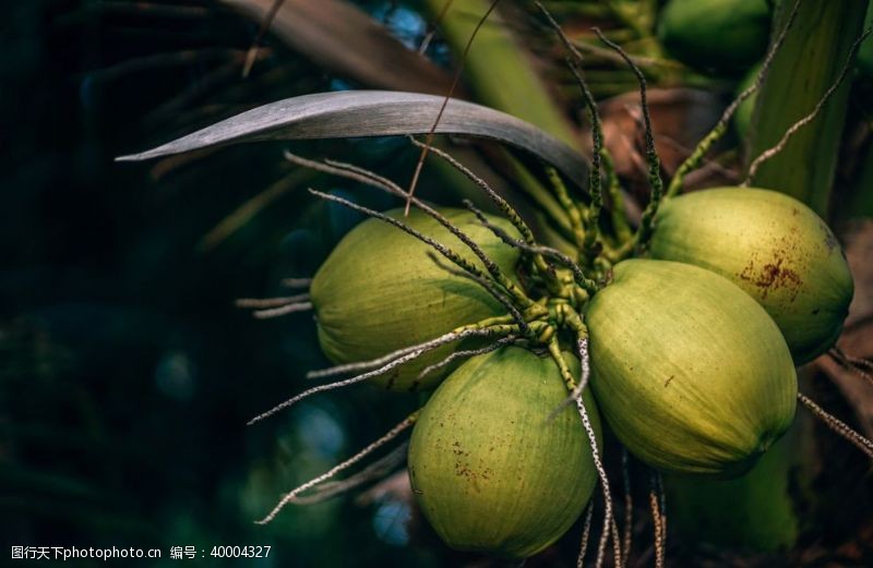 热带植物树上清甜的椰子图片