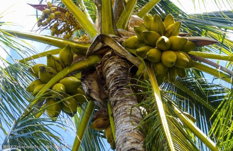 椰汁树上清甜的椰子图片